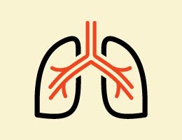 An illustration of human lungs.