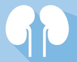 Illustration of kidneys appearing on a blue background