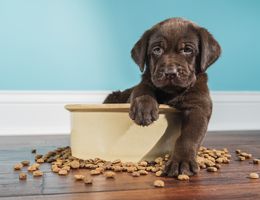 A puppy in a dog bowl, surrounded by spilled kibble