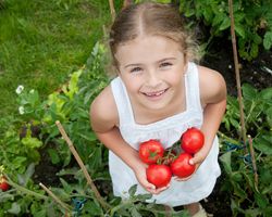 A young girl stands in a garden holding several ripe tomatoes.