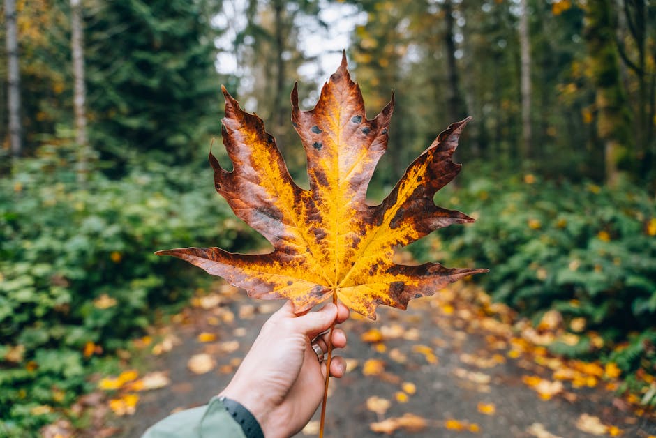 A hand is holding a large, multicolored autumn leaf in the middle of a forested path.