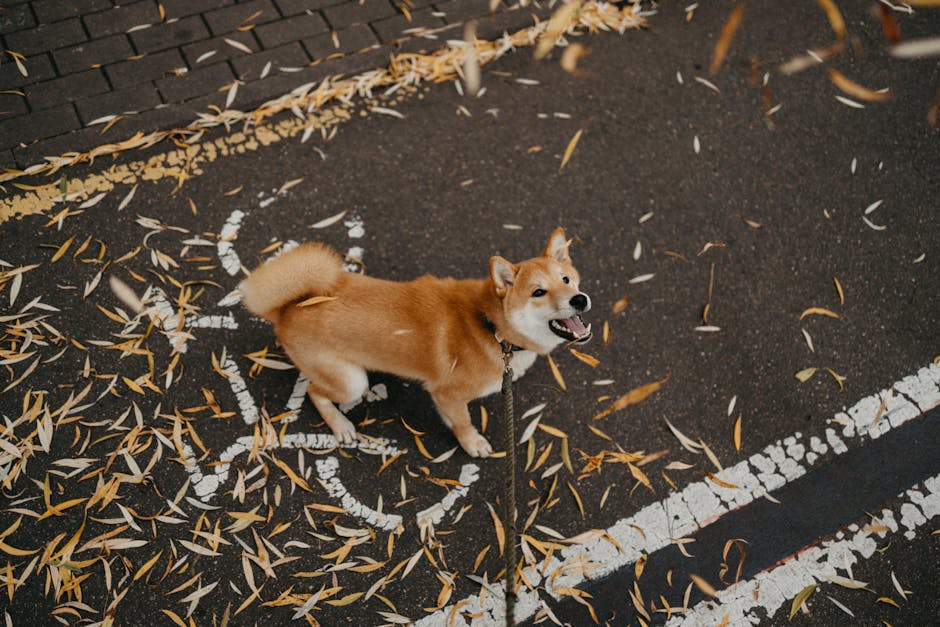 A Shiba Inu dog on a leash standing on a street covered in scattered leaves.