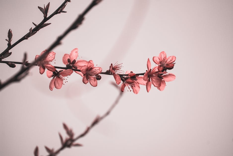 A close-up of a cherry blossom branch with pink flowers against a soft, muted background.