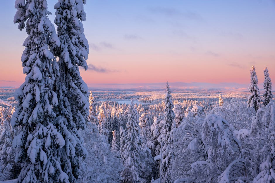 A snow-covered forest landscape bathed in soft pinkish light during sunrise or sunset.