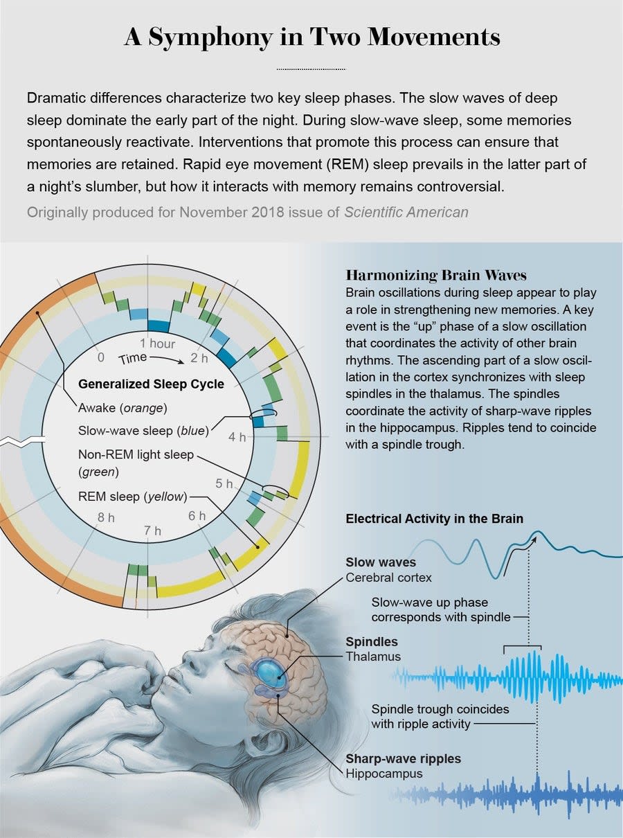 Brain cross-section showing how deep sleep lets blue cerebrospinal fluid wash away waste as red blood cells recede.