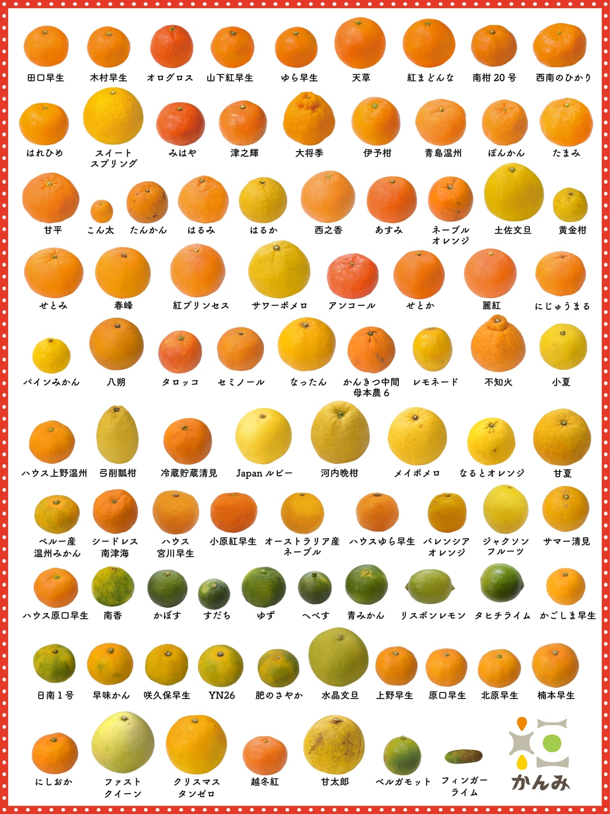 柑橘類の家系図のような分類イラスト。基本の3種（みかん、オレンジ、香酸柑橘）と、それらの交雑種である湘南ゴールドなど雑柑類の関係が一目でわかる。