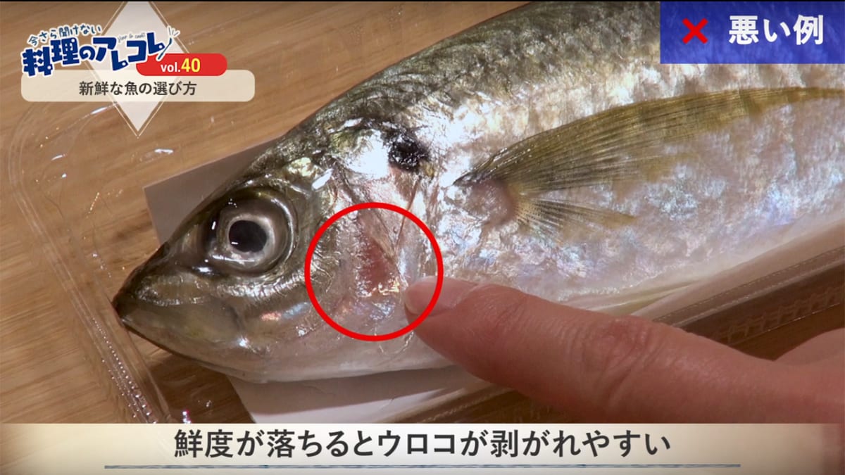 プロが教える「あじのなめろう」の盛り付け。水色の小鉢にこんもりと盛り付け、黄色い食用菊をちょこんと乗せた、定番海鮮レシピの見本となる一枚。