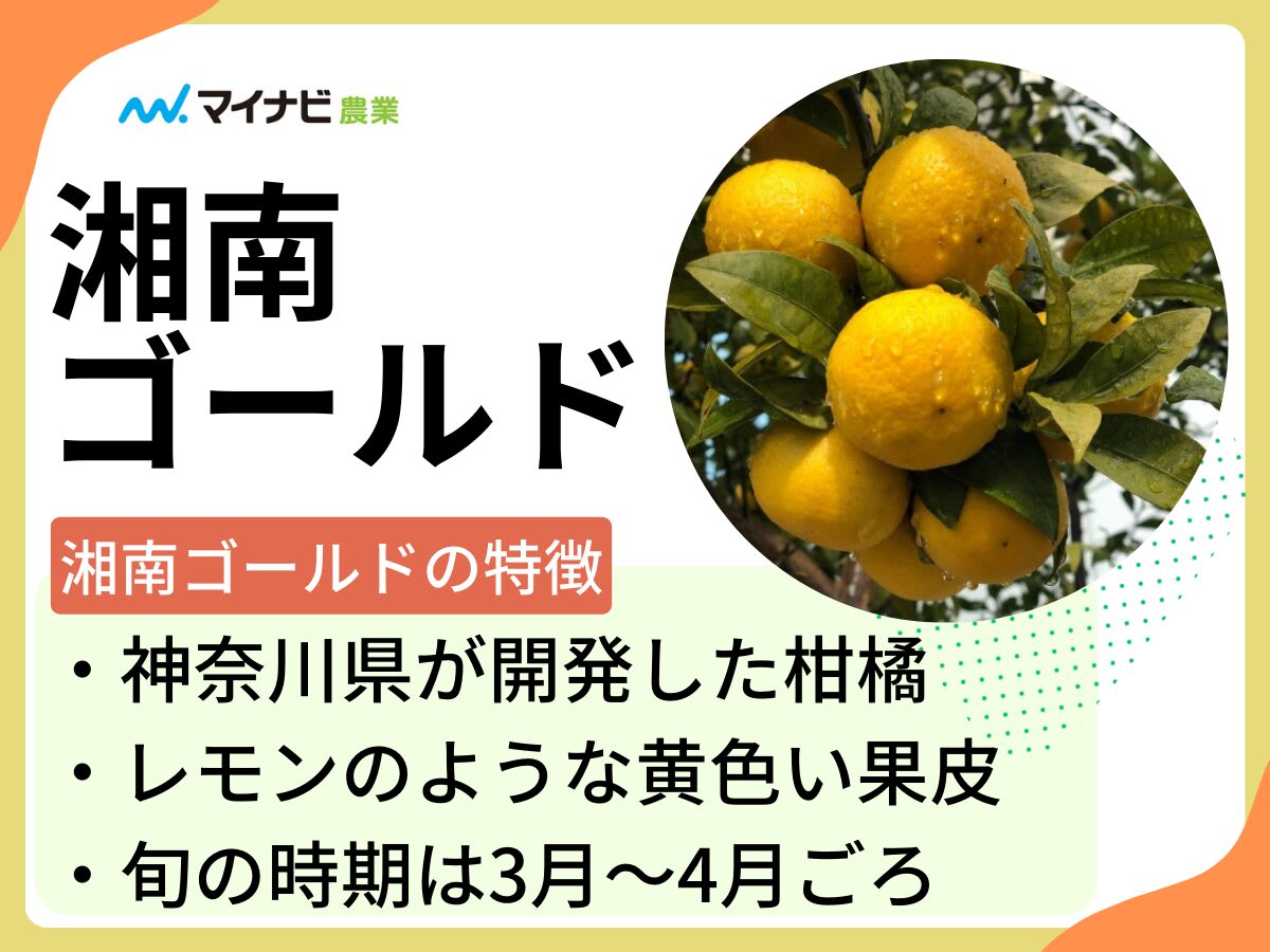 両手で皮をむかれる湘南ゴールド。鮮やかな黄色の皮から、みずみずしく透き通った果肉がのぞいている様子。