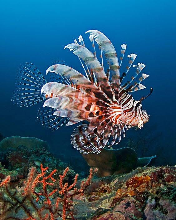 Blue Safari : excursion en sous-marin