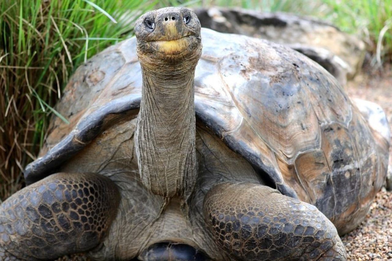 Jardin Botanique de Pamplemousses