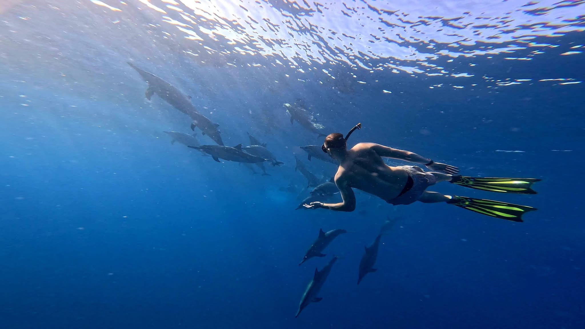 Dauphins et découverte du Sud