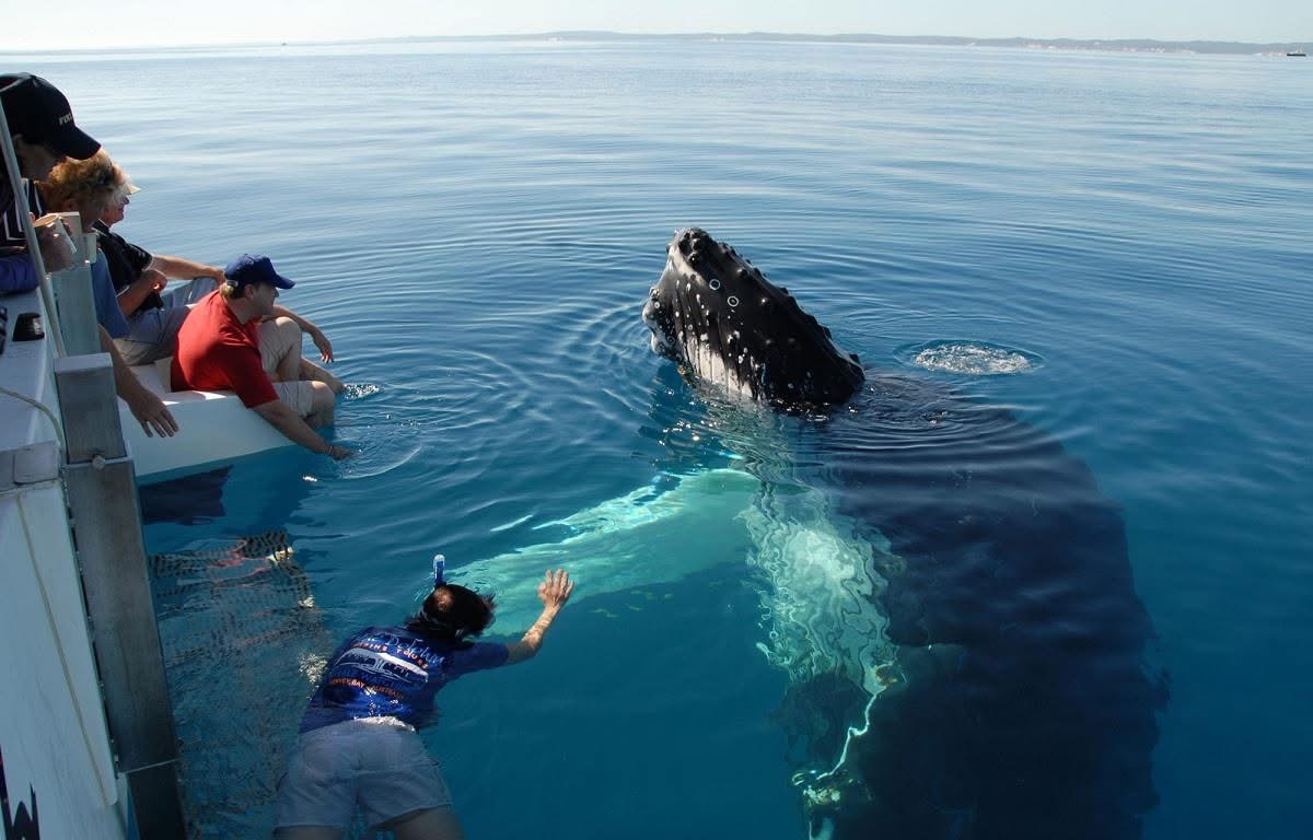 Catamaran : dauphins et Île aux Bénitiers