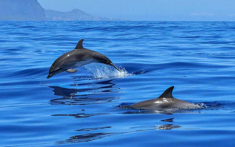 Dauphins et Casela : journée combinée