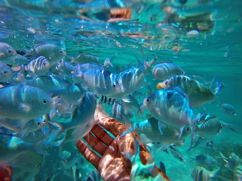 Dauphins, Crystal Rock et Île aux Bénitiers
