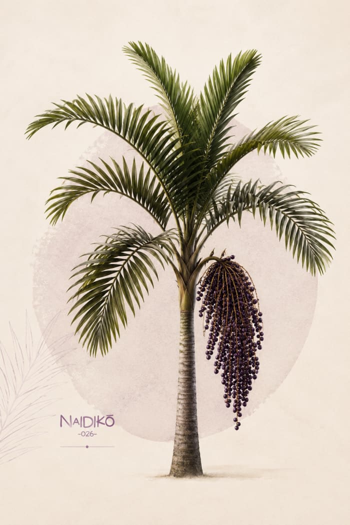 Palma de naidi con racimos de fruto