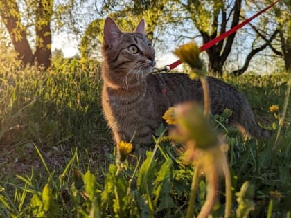 Японские учёные создали вакцину, которая продлит жизнь кошек до 30 лет