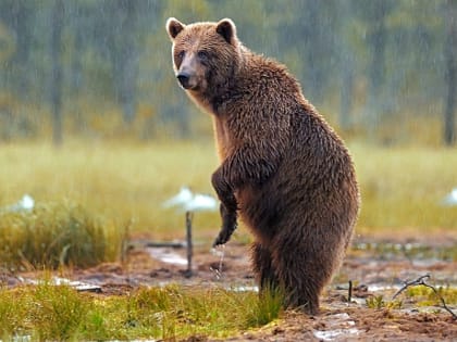 В Кирове начался приём заявлений на добычу медведя