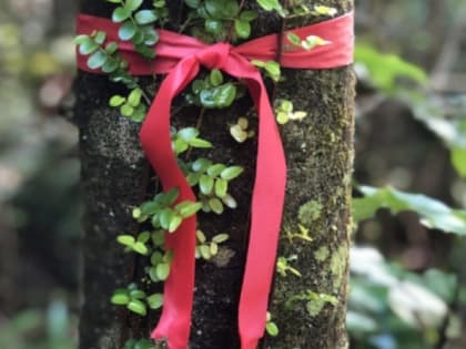 Чепчане собрались отмечать аварийные деревья красными лентами