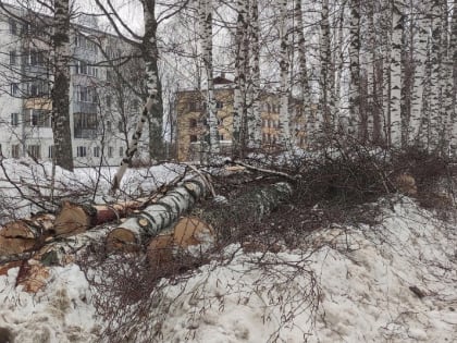 В минтрансе объяснили вырубку деревьев в Победилово