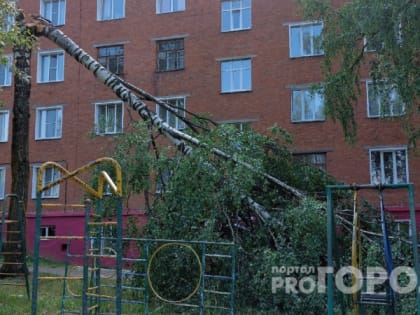 В Кирово-Чепецке в одном из дворов сломалось дерево после небольшого дождя