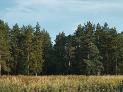 В Кировской области усилили надзор за использованием лесов
