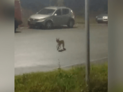 Необычная встреча: лисица в Чепецке