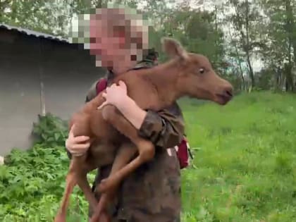 История спасения беззащитного лосенка в Фаленском районе