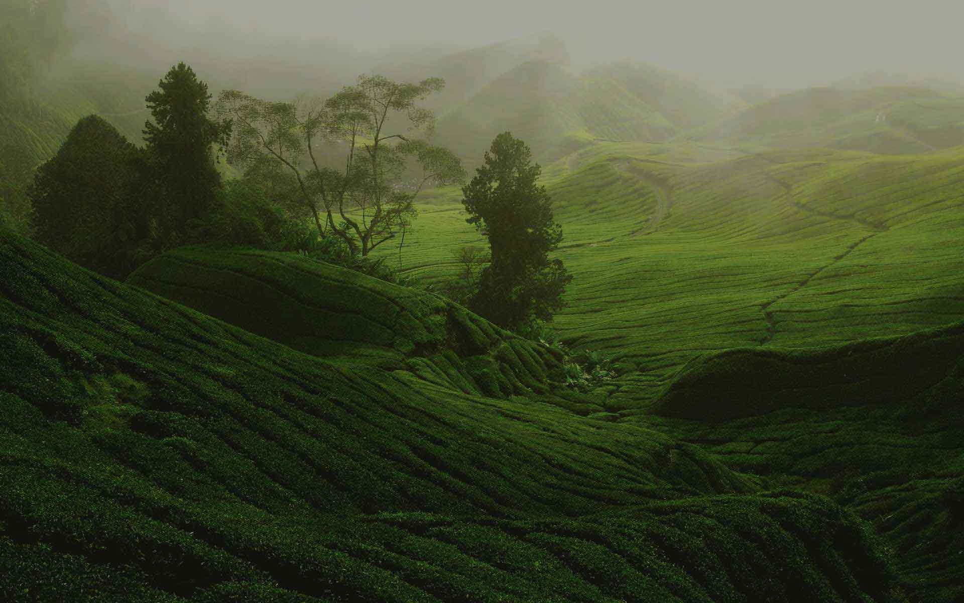 parallax background