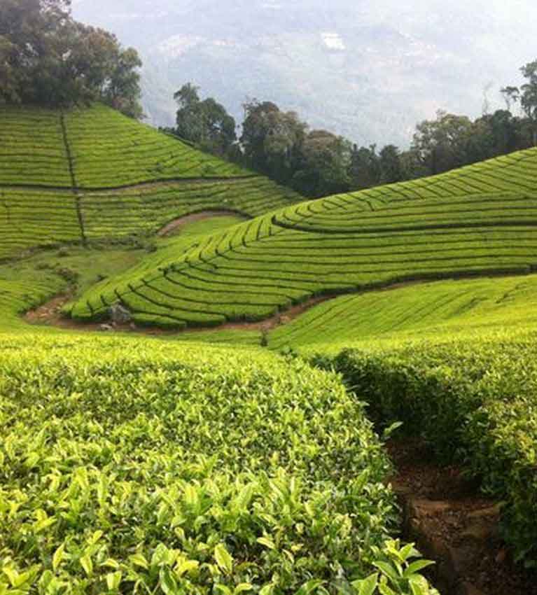 Дожди улучшают перспективы хорошего чая первого сбора в Северной Индии