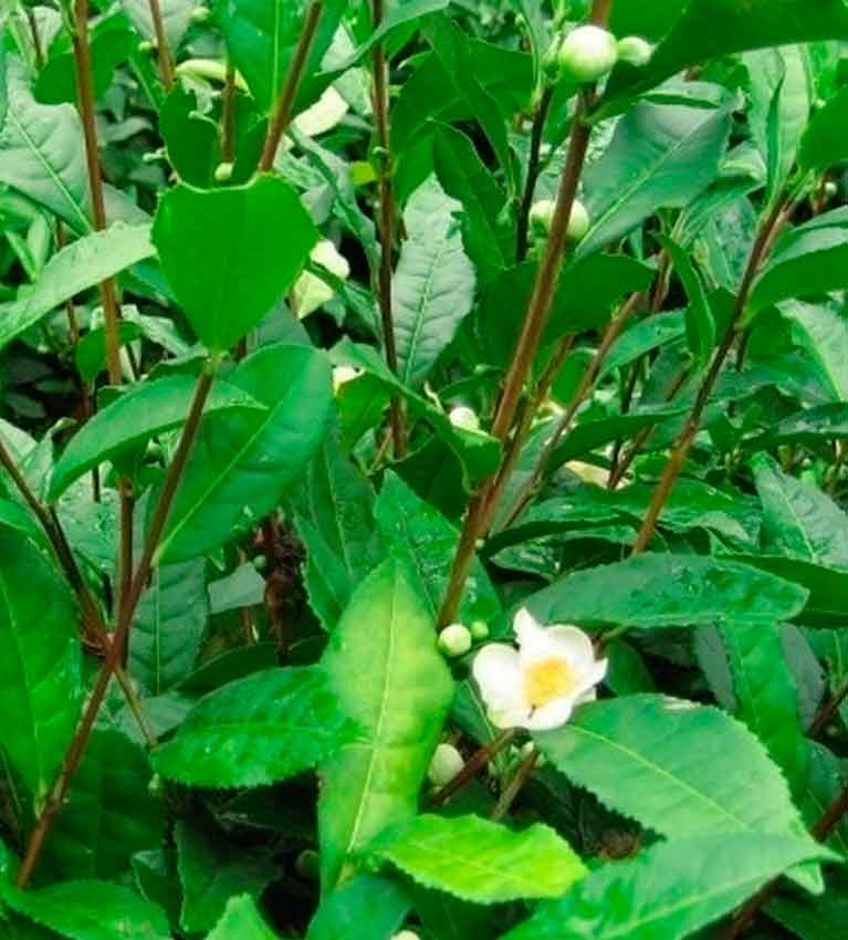 Чайный Куст Камелия Китайская Купить