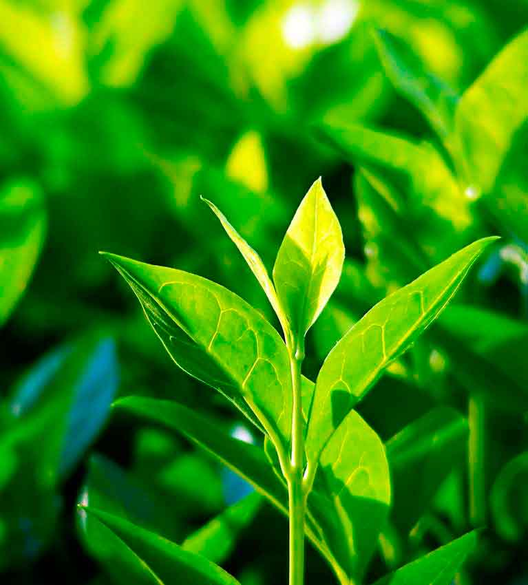 Индийские ученые разработали новые засухоустойчивые сорта чая