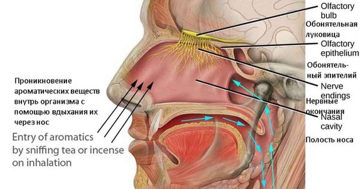 Неудачное чаепитие или Кодо