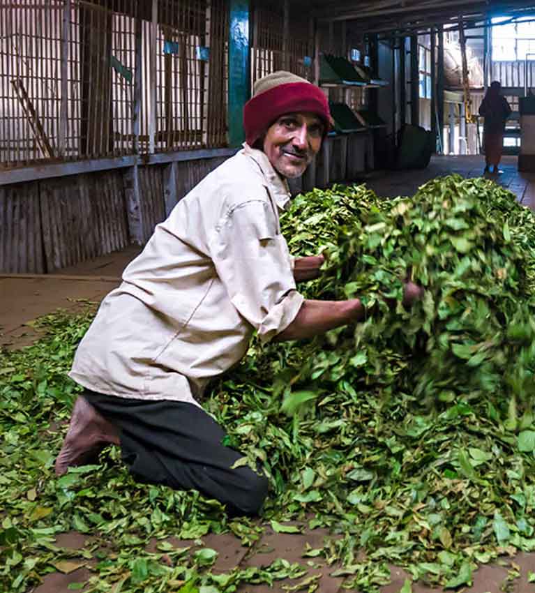 Прозрачность twinings может стать нормой чайной отрасли