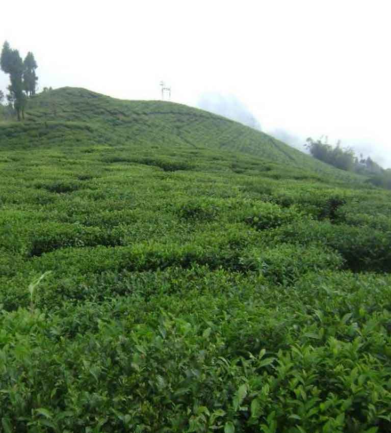 Непальский чай получает собственный товарный знак