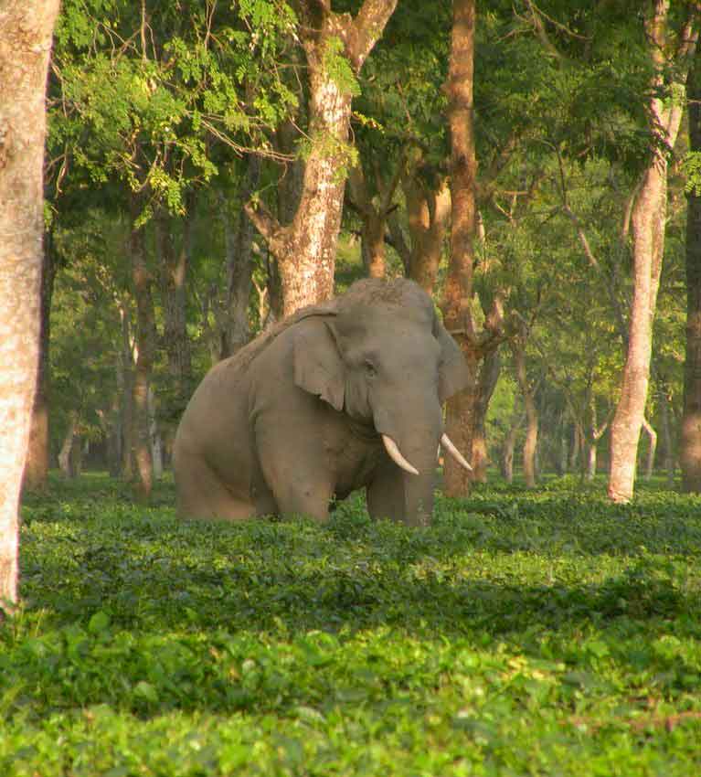 Слоны уничтожают чайные плантации Индии