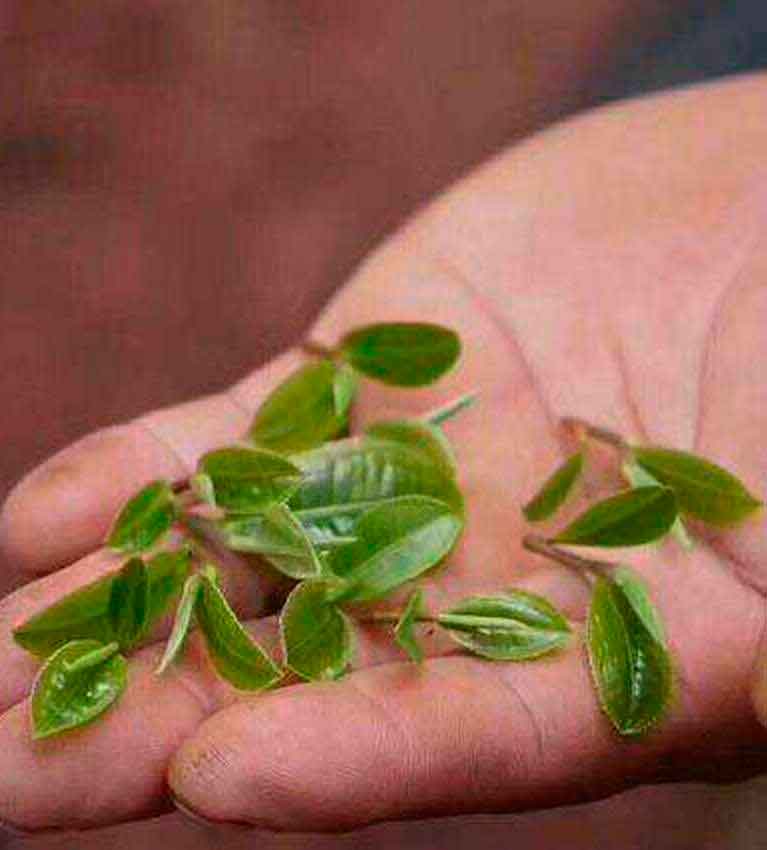 Мао Эрдо Ча – пуэр с кошачьими ушами