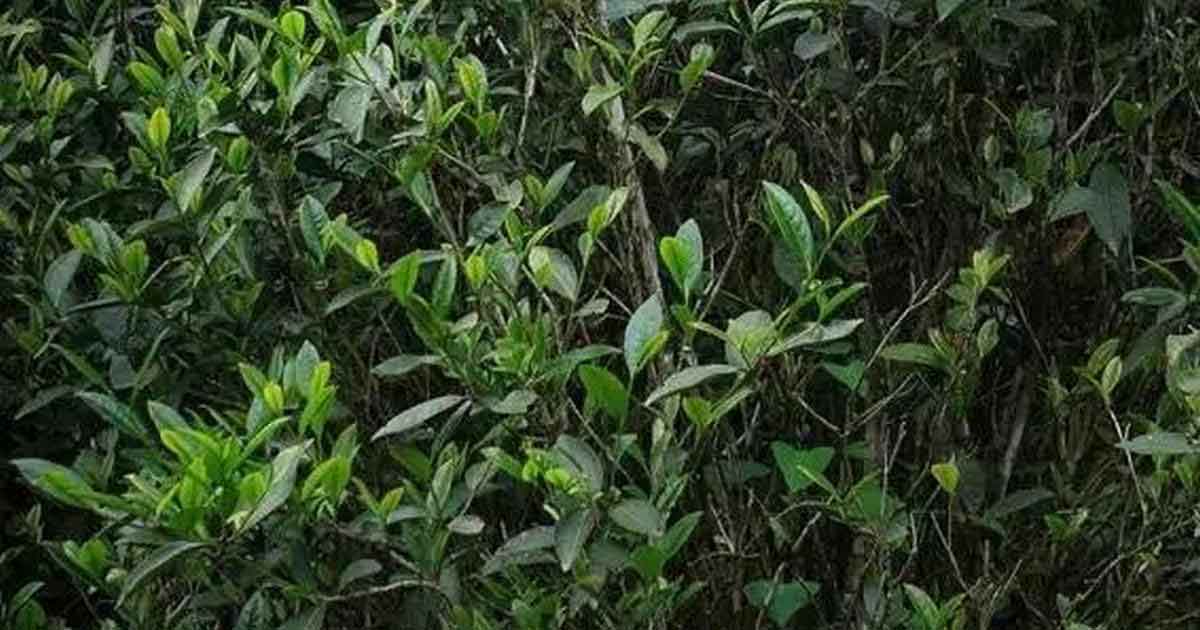 Чудесный Сорт