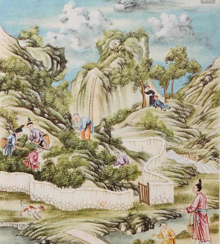 Эта акварель иллюстрирует сбор чая в типичном горном районе, где выращивают лучший чай.