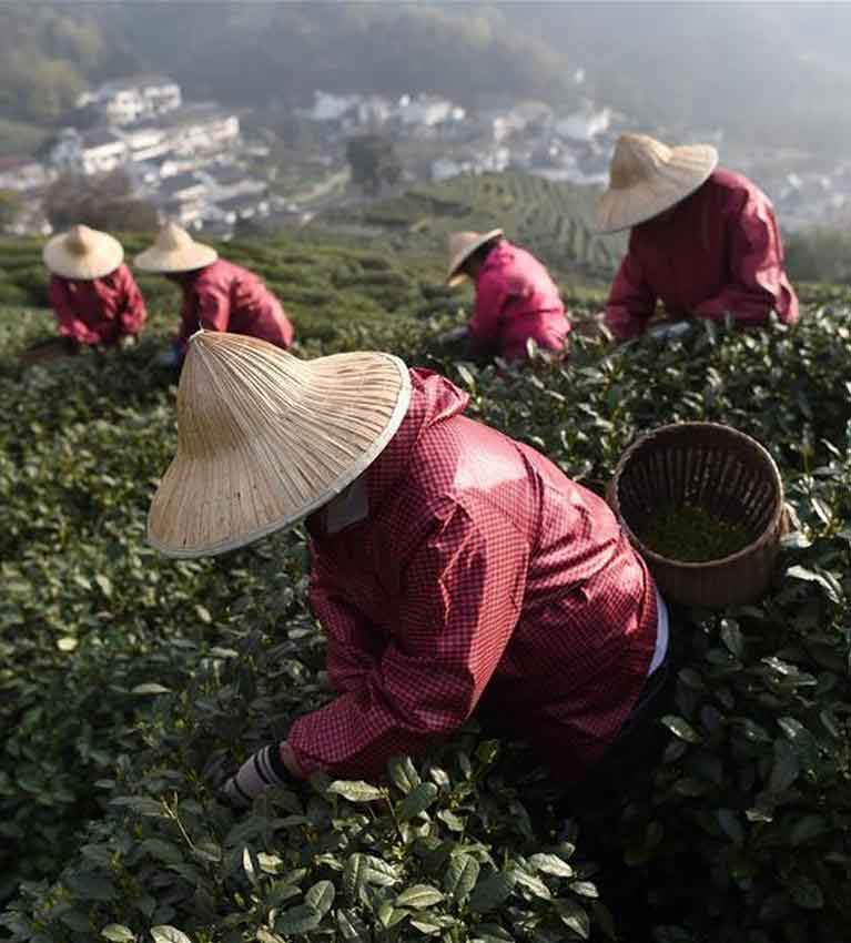 Китай увеличил выпуск чайной продукции