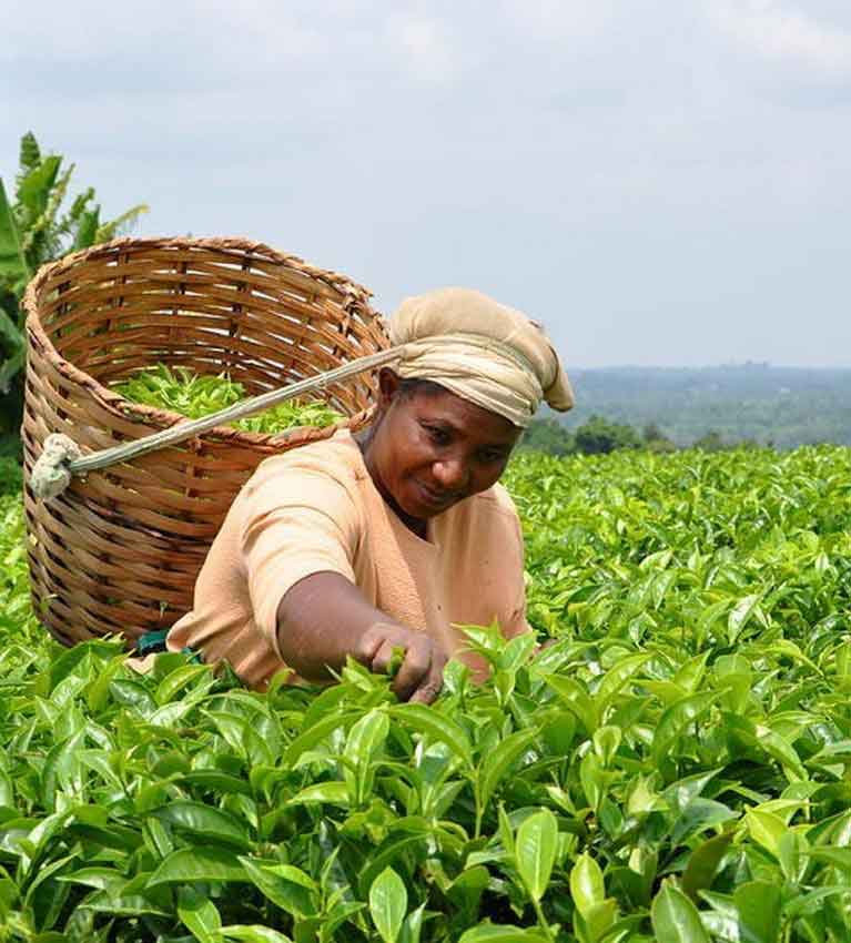 Пакистан отменяет обязательное тестирование афлатоксинов чая