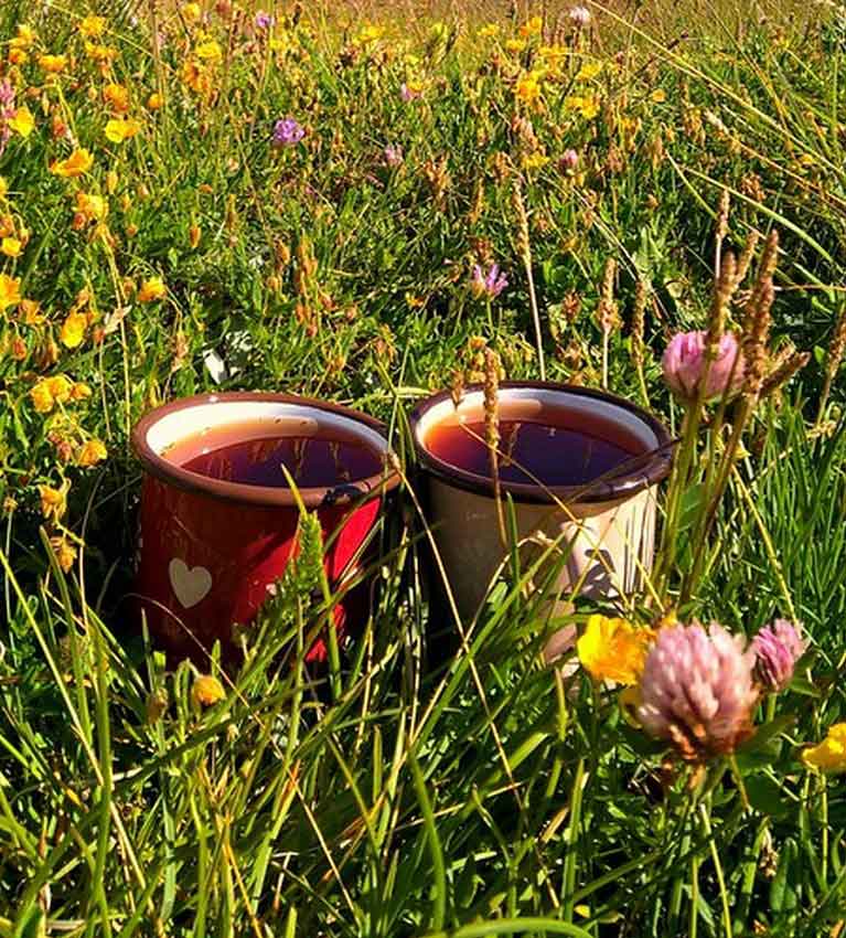 Карпатский чай: польза для каждого с высоких гор