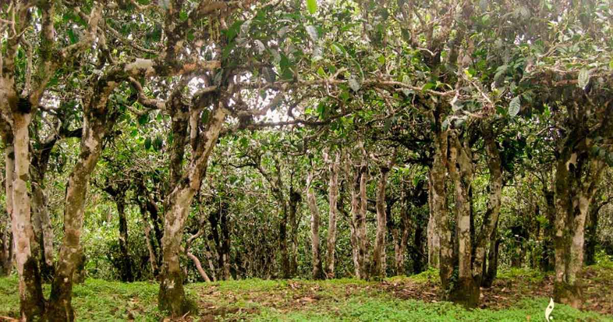 Пуэр изготавливают из широколиственных кустов чайного куста