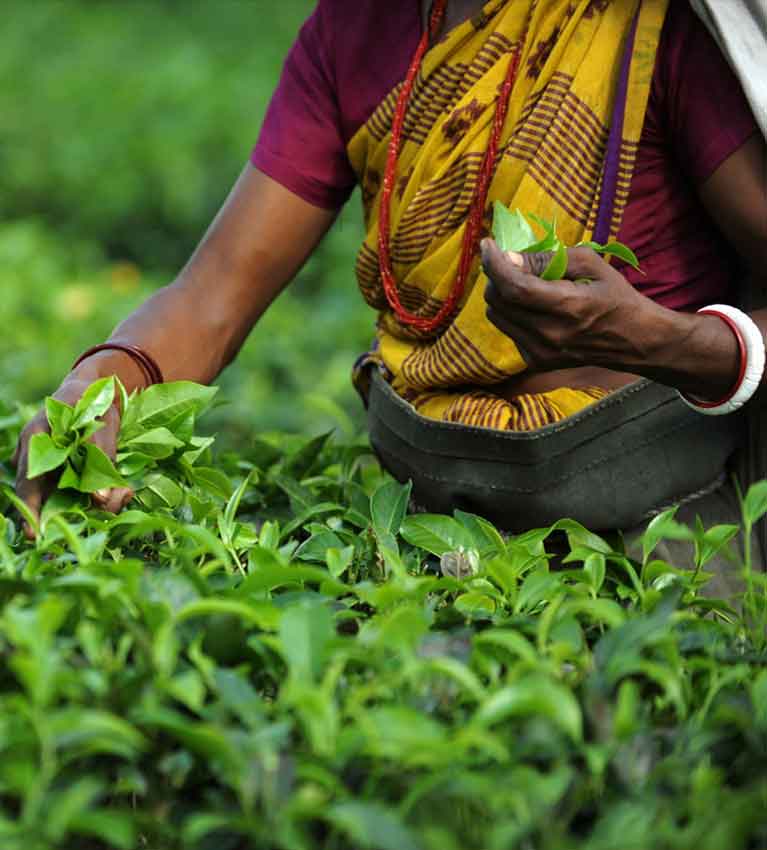 Индийские компании по производству чая
