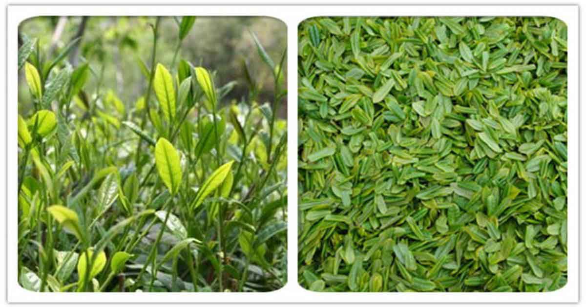 Зеленый чай Люань Гуа Пянь (Тыквенные Семечки из Люань)