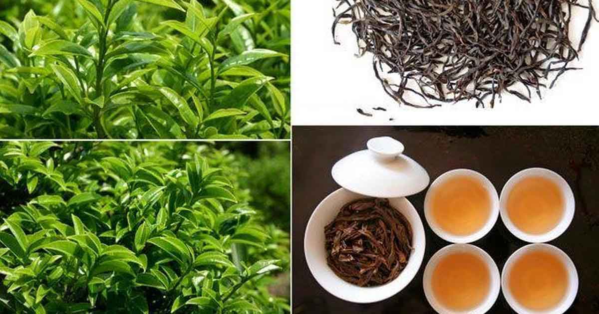 Сезоны сбора Феникс Дан Цун