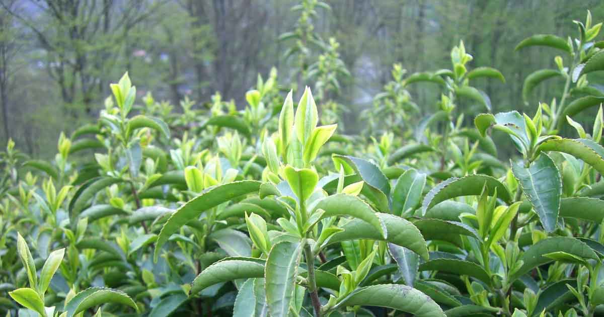 Чайный куст