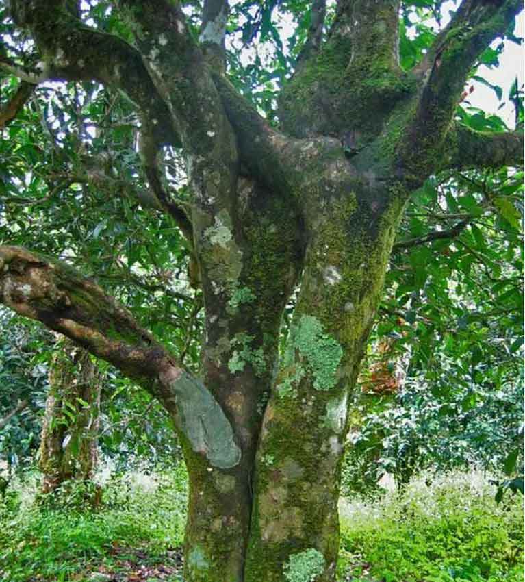 Чайное-дерево