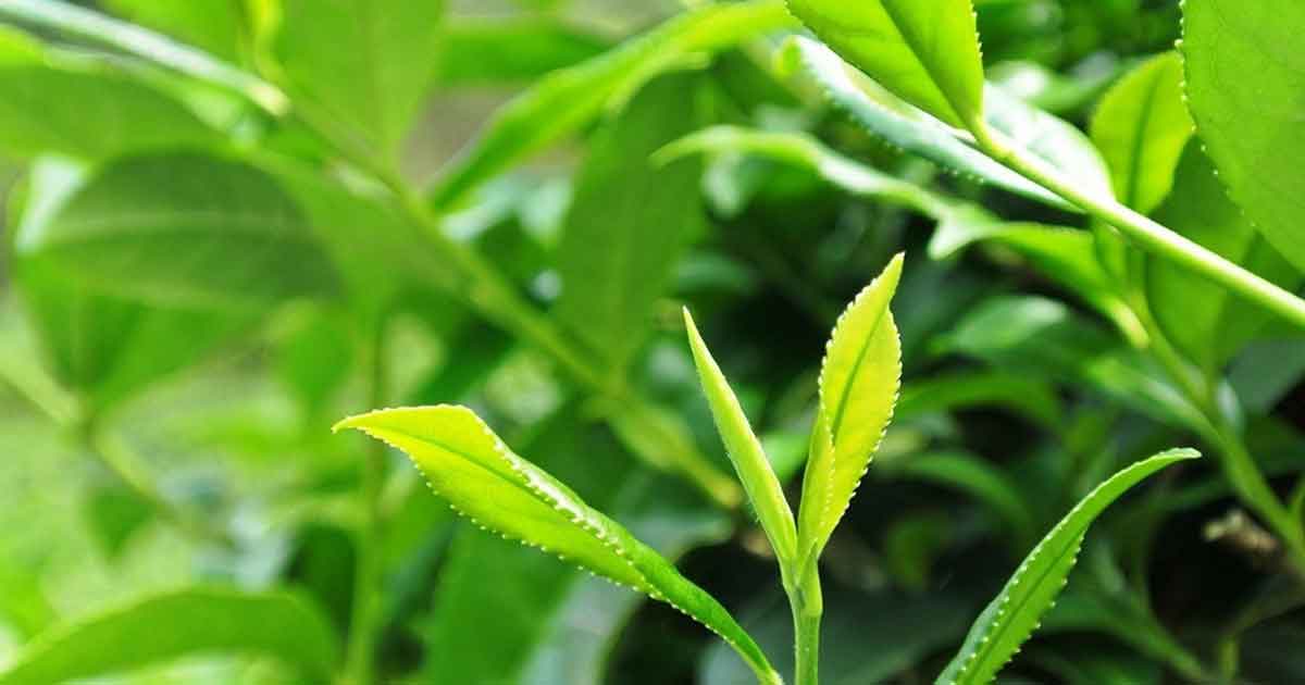 Молодые листья чая Цзюньшань Иньчжень