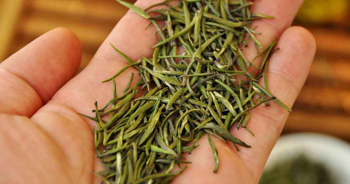 Цзюньшань Иньчжень чай из одних только почек