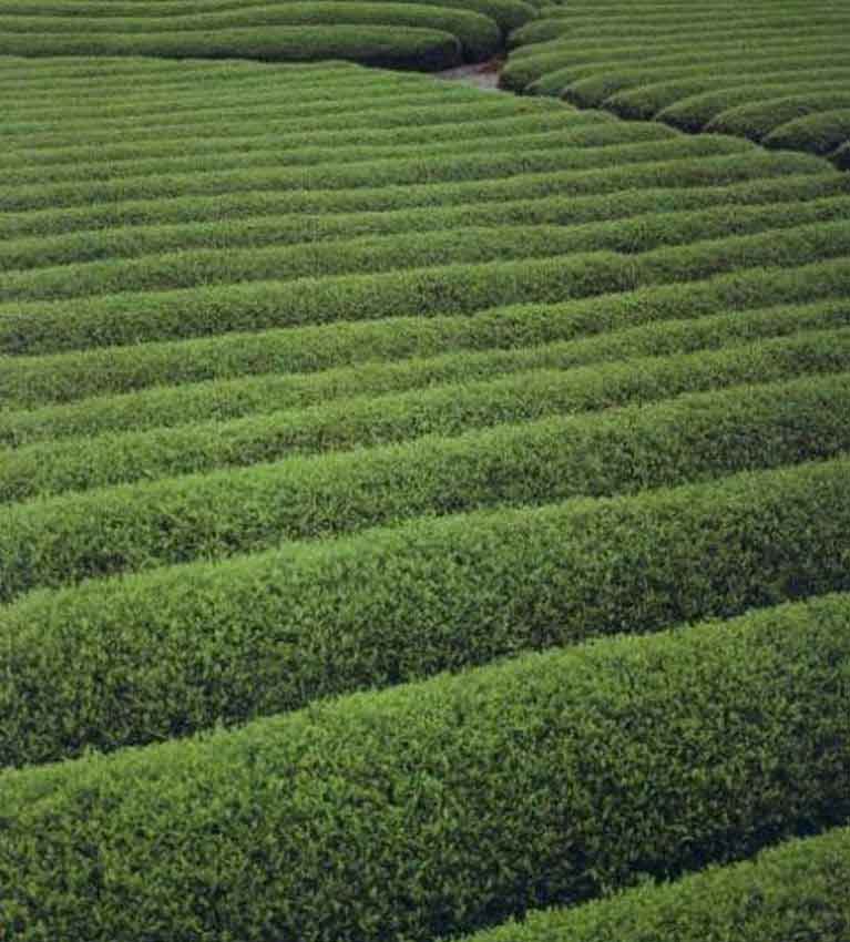 «Волны» чая в саду Шидзуока к западу от Токио, где растёт большинство японского зелёного чая.